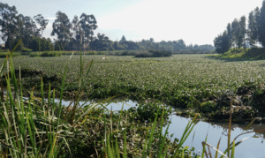 Captura de pantalla 2025-04-20 a la(s) 8.19.18 p.m.